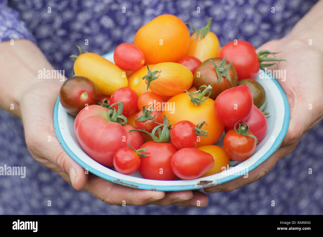 Solanum lycopersicum. Femme présente juste pris heirloom tomatoes sur un plat. Sur la photo : Darby striped,Chadwick cerise, poire Rouge & Tibet apple Banque D'Images