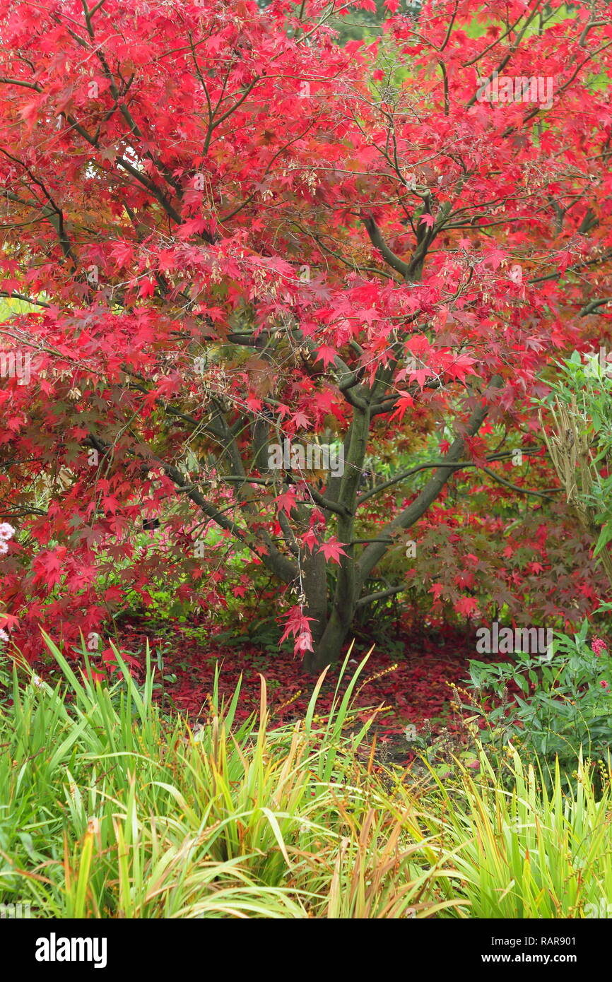 Feuillage d'automne animée d'Acer palmatum 'Matsukaze' dans un jardin frontière, octobre, UK Banque D'Images