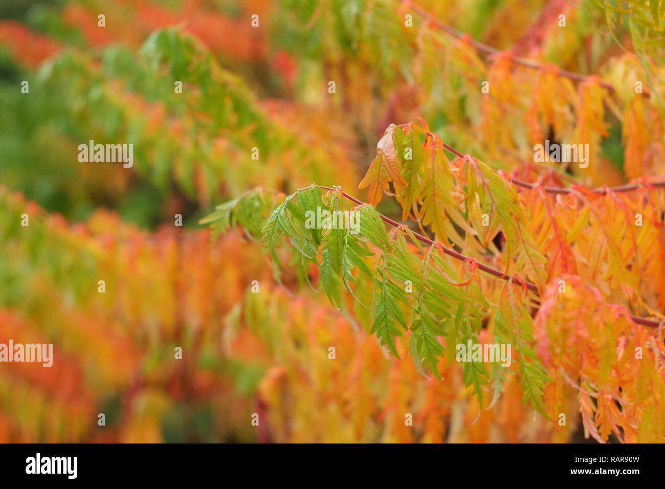 Rhus typhina. Couleurs d'automne dynamique de corne de cerf sumach, octobre, UK Banque D'Images