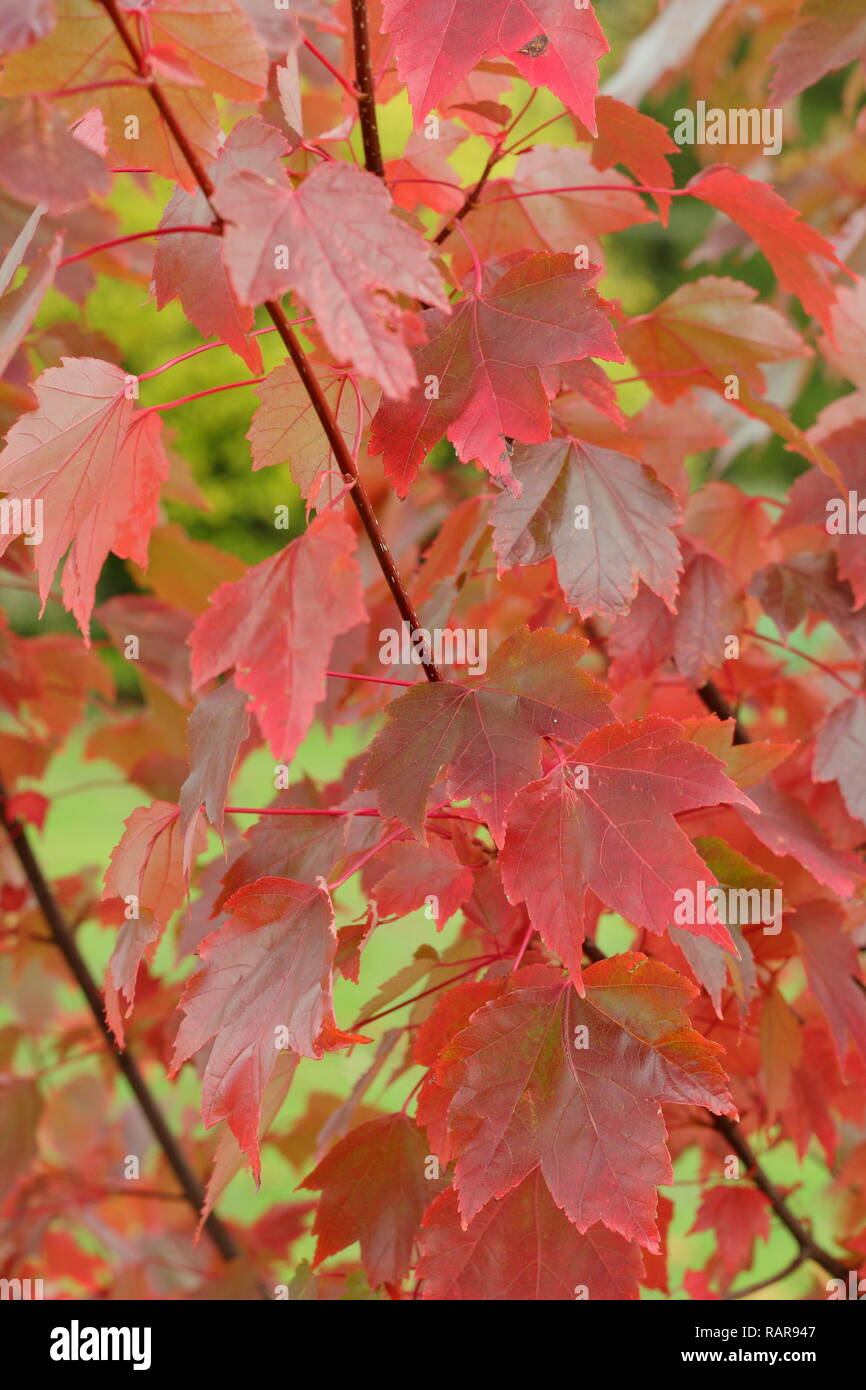 Acer rubrum 'Brandywine'. Couleurs d'automne de l'érable rouge 'Brandywine', octobre, UK Banque D'Images