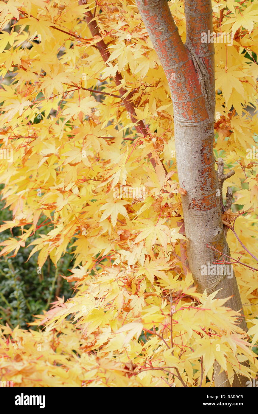 Acer palmatum Sango kaku. Feuillage d'automne dynamique de l'Acer palmatum Sango kaku, également appelé érable écorce Corail. Érable japonais en octobre, UK Banque D'Images