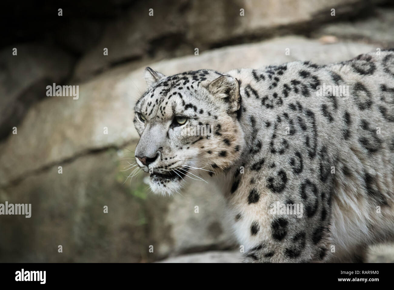 Beauitiful Snow Leopard à un zoo local. Banque D'Images