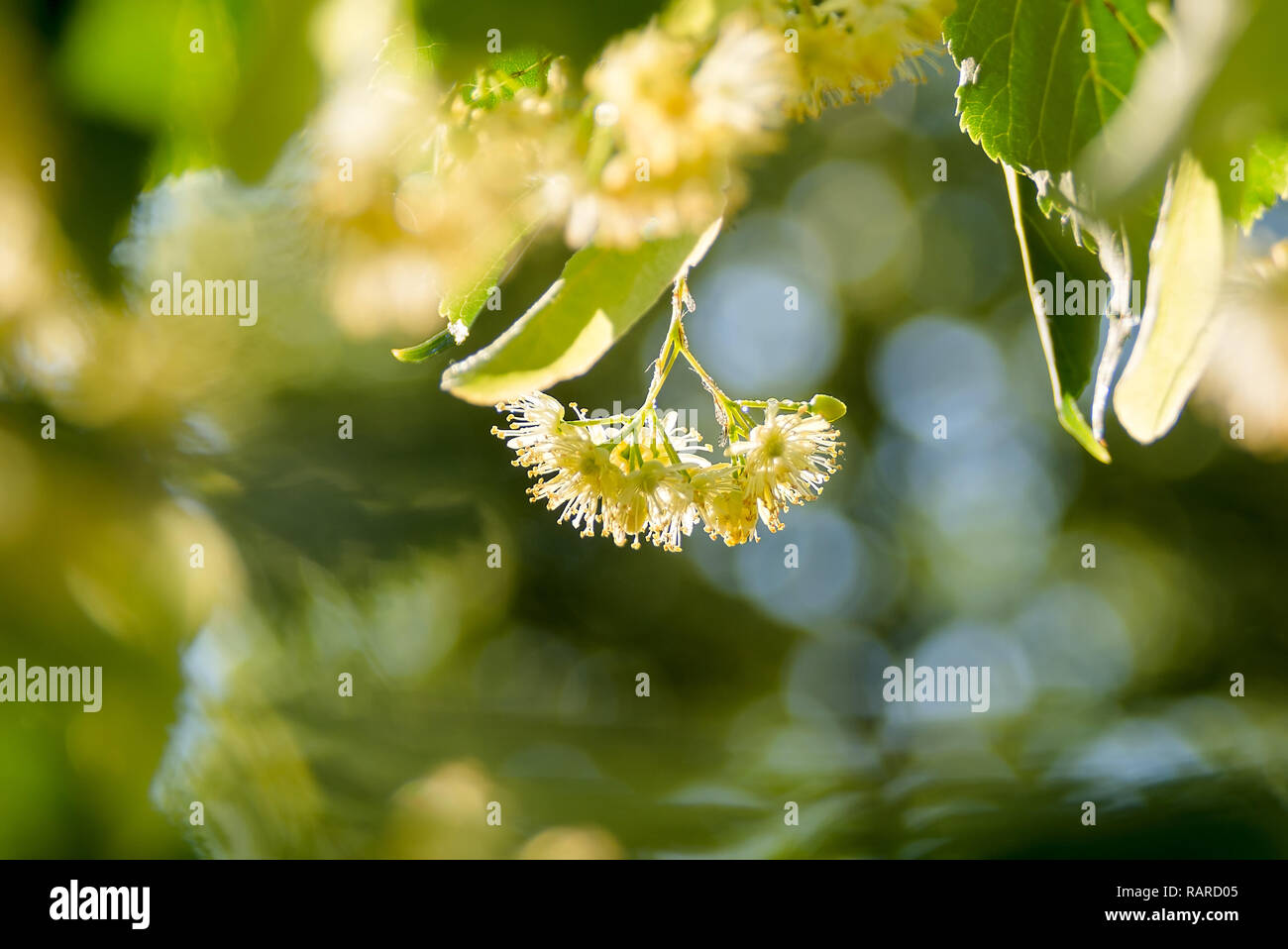 Parmi les fleurs de tilleul vert feuilles Banque D'Images