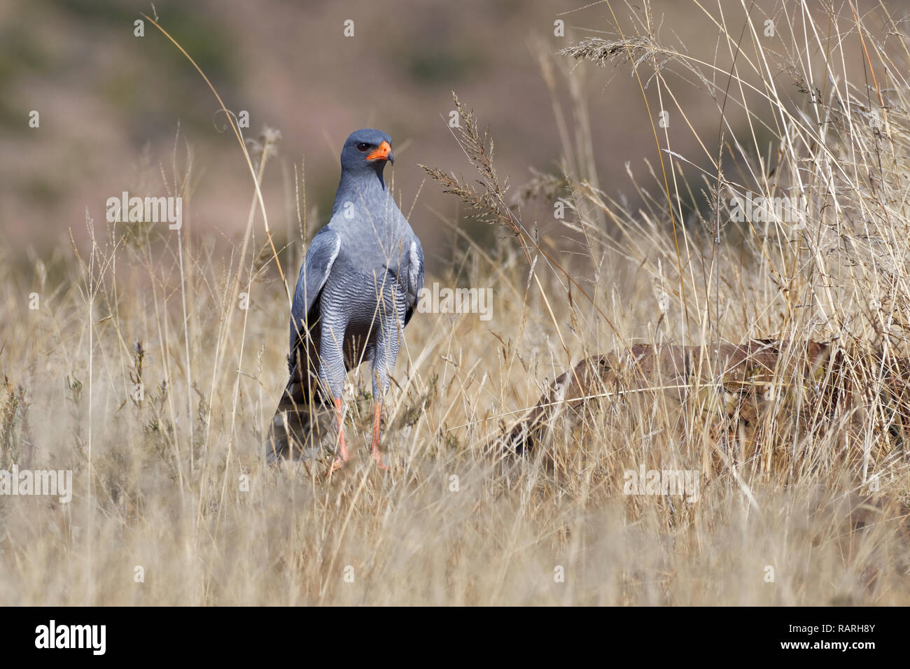 Chant pâle autour des palombes (Melierax canorus), adulte, sur une pierre, à la recherche de proies, Mountain Zebra National Park, Eastern Cape, Afrique du Sud, l'Afrique Banque D'Images