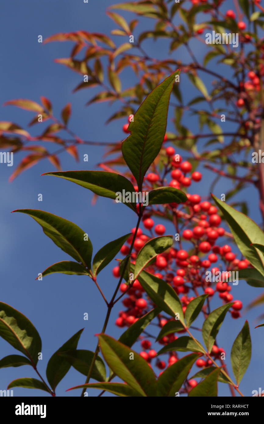 La Nandina domestica fermer jusqu'à l'extérieur d'arbustes de petits fruits Banque D'Images