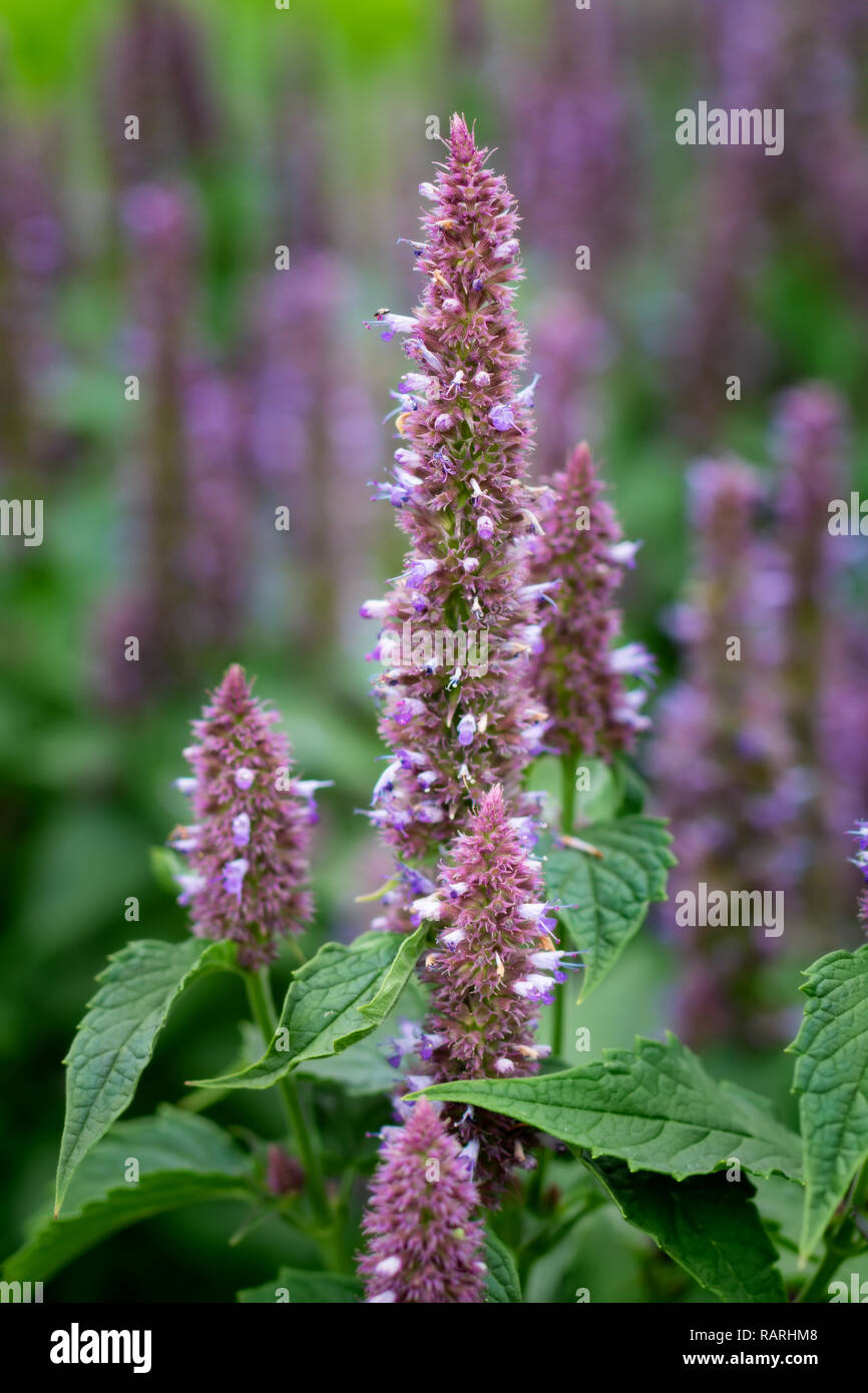 Plante avec des petites fleurs violettes sur fond vert Banque D'Images