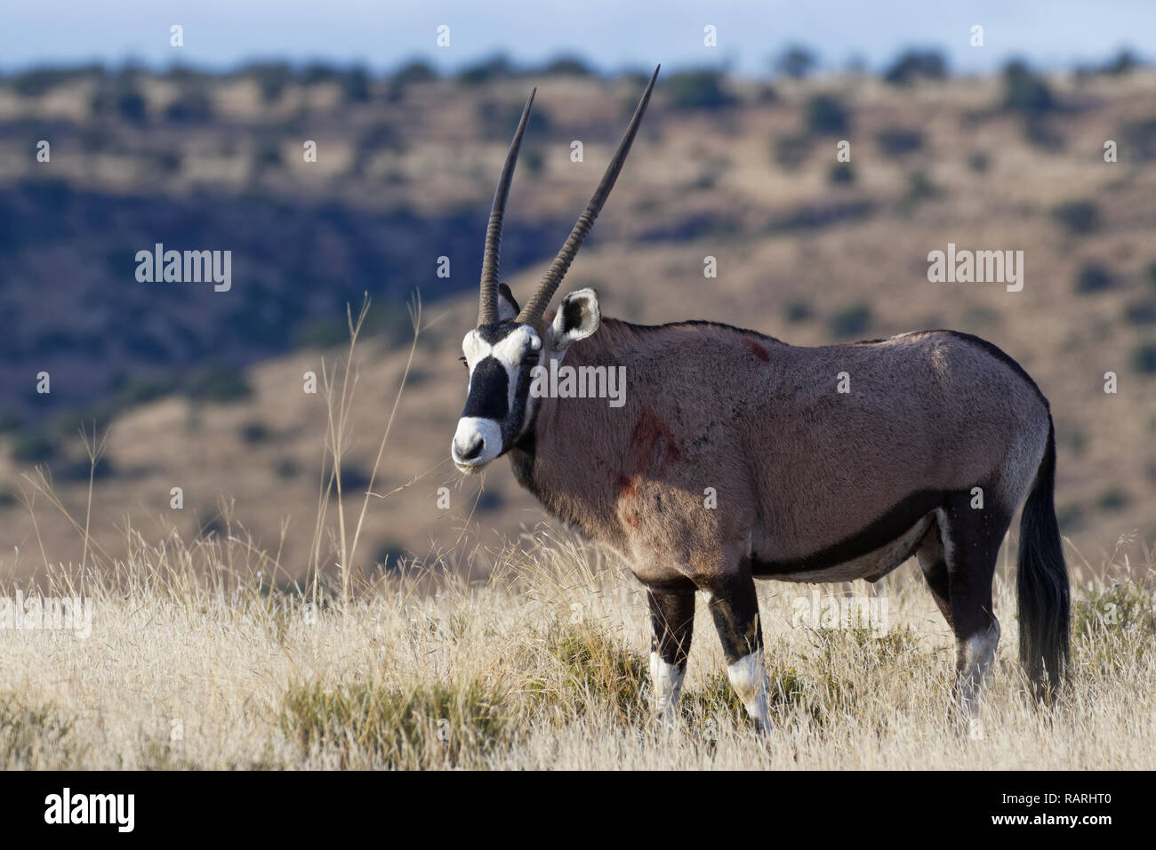 Gemsbok (Oryx gazella), adulte, qui paissent dans les prairies ouvertes, Mountain Zebra National Park, Eastern Cape, Afrique du Sud, l'Afrique Banque D'Images