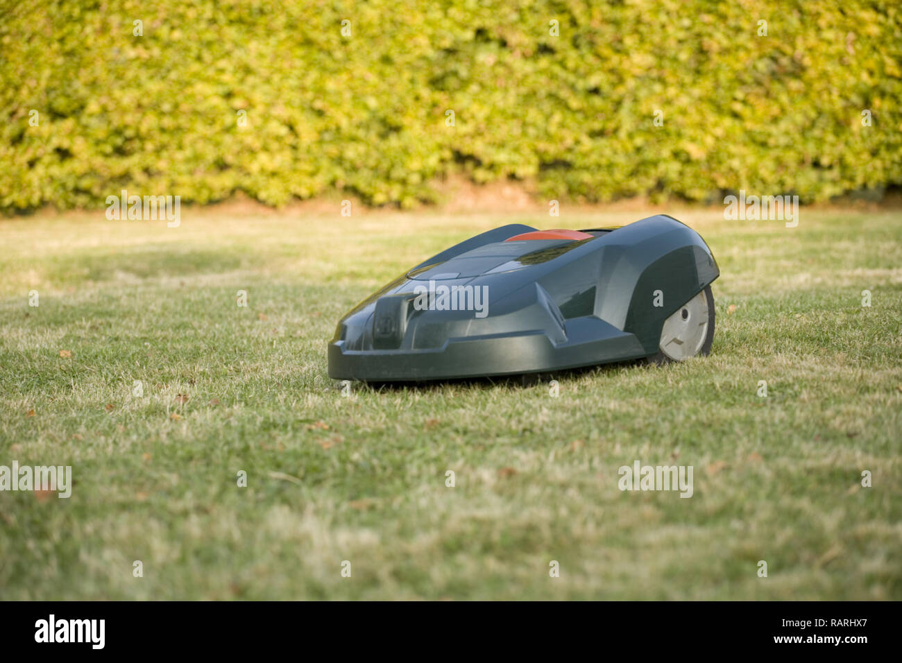Tondeuse robot automatique coupé de l'herbe près d'une haie Banque D'Images