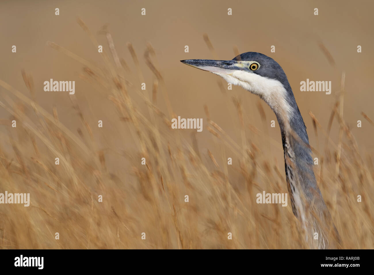 Héron à tête noire (Ardea melanocephala), adulte, dans le haut de l'herbe sèche, à la recherche de proies, Mountain Zebra National Park, Eastern Cape, Afrique du Sud, Af Banque D'Images