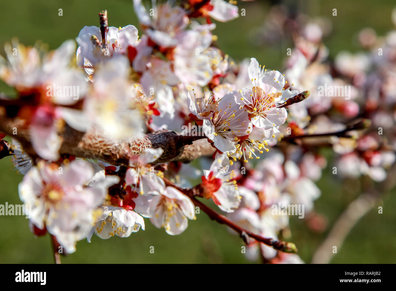 L'abricotier en fleurs au printemps. Floraison de fleurs d'abricot. L'abricotier en fleurs en Lettonie. Fleurs de l'abricotier au printemps. Banque D'Images