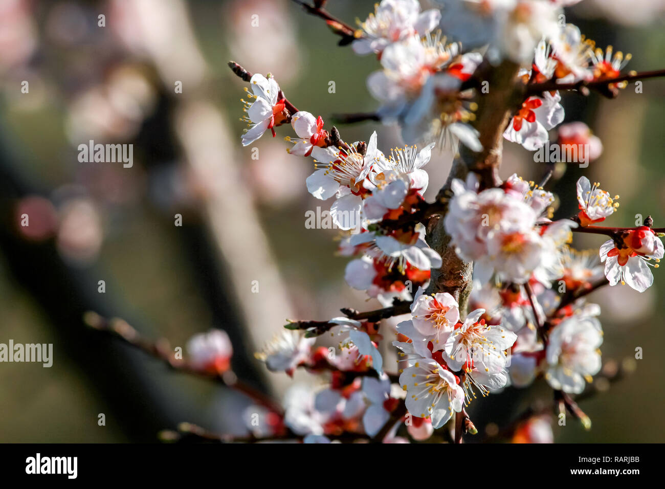 L'abricotier en fleurs au printemps. Floraison de fleurs d'abricot. L'abricotier en fleurs en Lettonie. Fleurs de l'abricotier au printemps. Banque D'Images