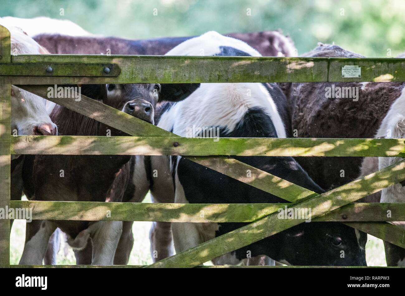Vache brun et blanc sur le site par une porte Banque D'Images