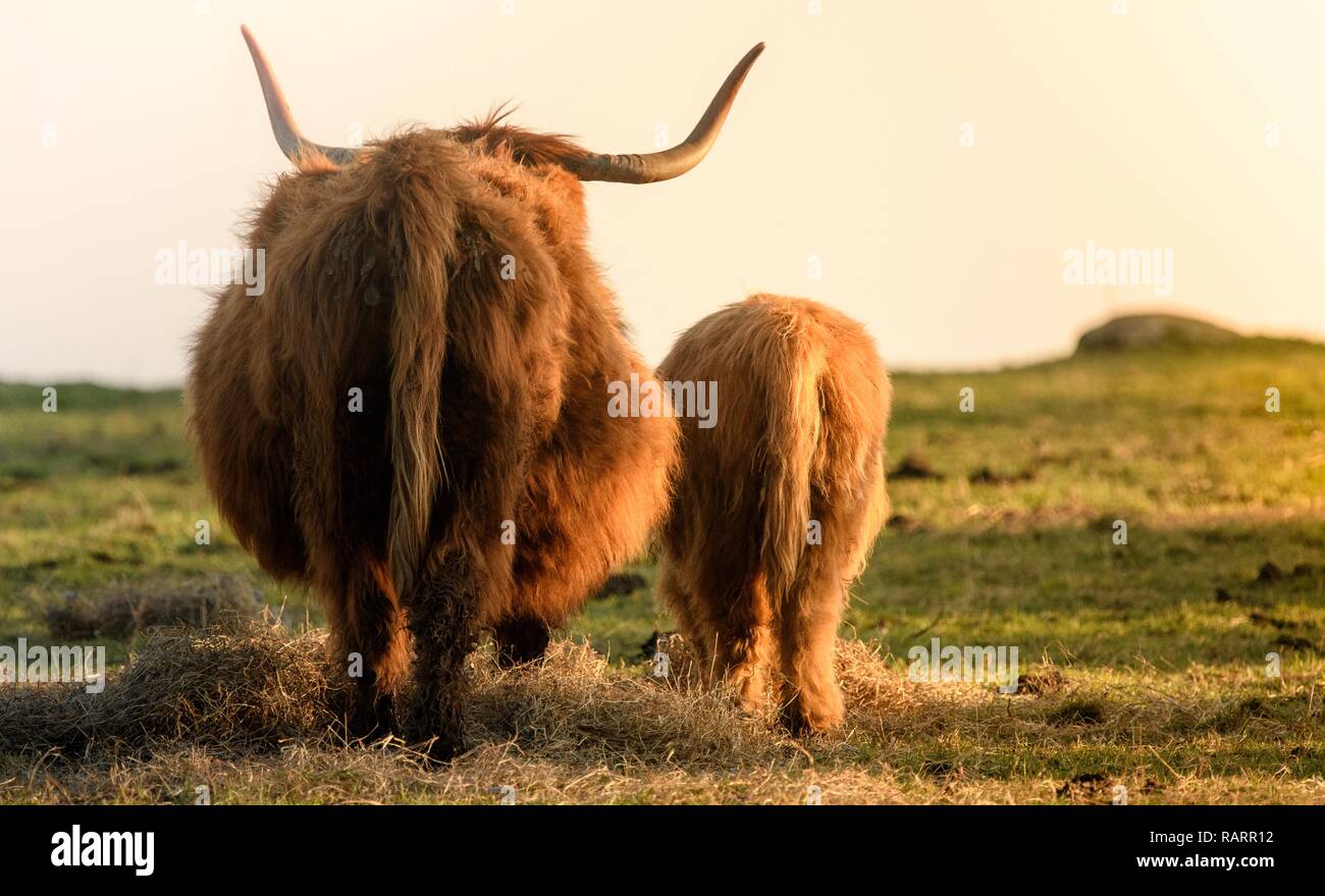 Highland vaches dans un champ Banque D'Images