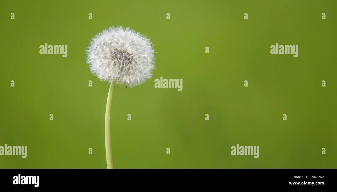 Tête de pissenlit sur fond vert. Banque D'Images
