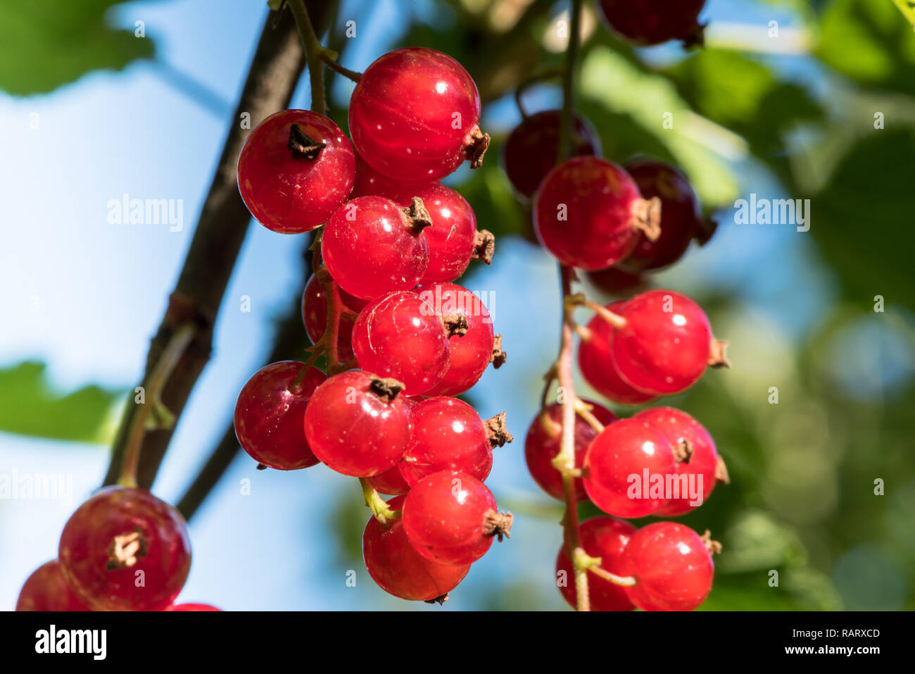 groseilles rouges mûres accrochées sur une branche Banque D'Images