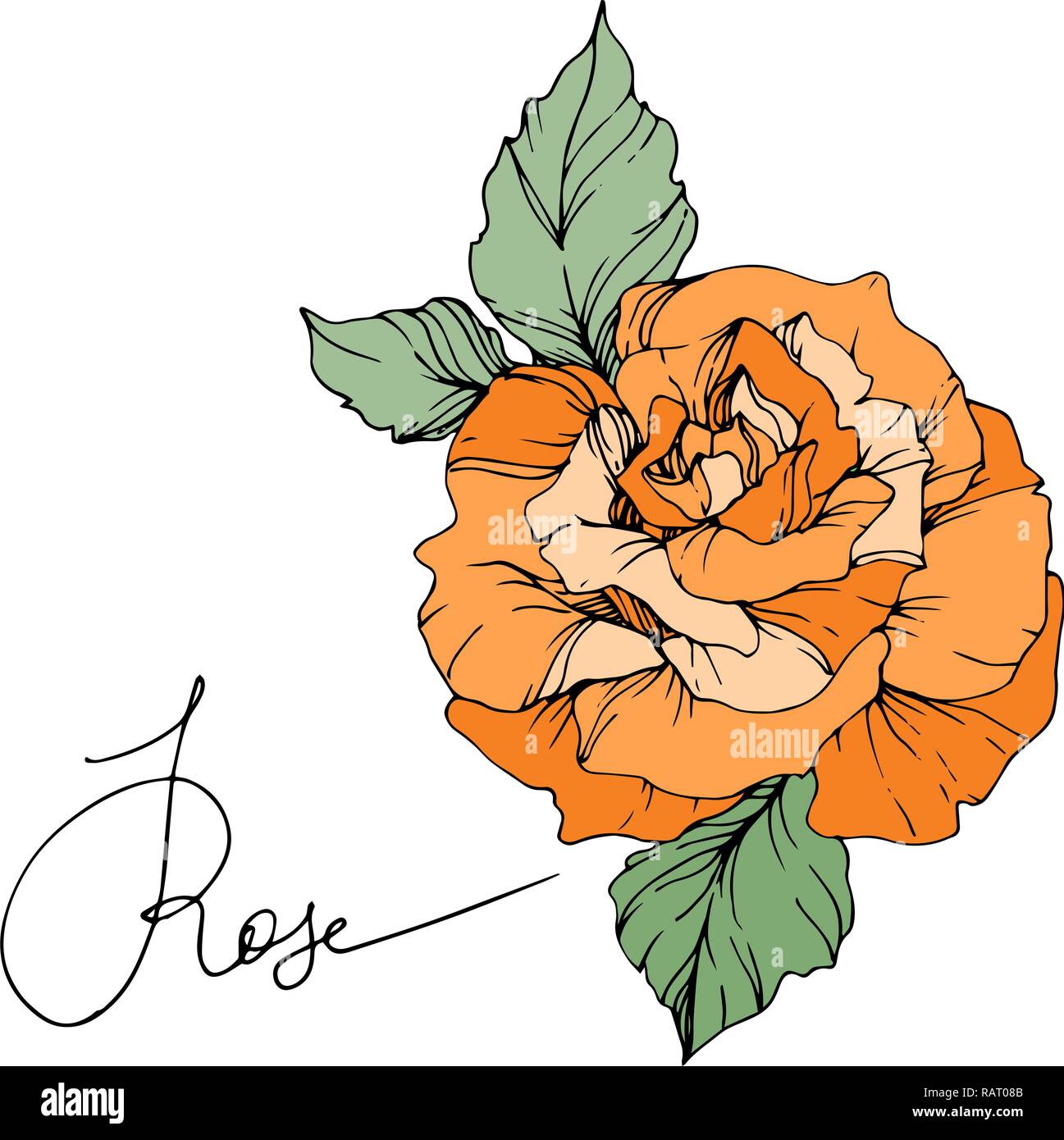 Orange rose vecteur. Botanique Floral fleur. Feuille verte. Illustration rose isolé élément. Noir et blanc Encre gravée l'art. Illustration de Vecteur