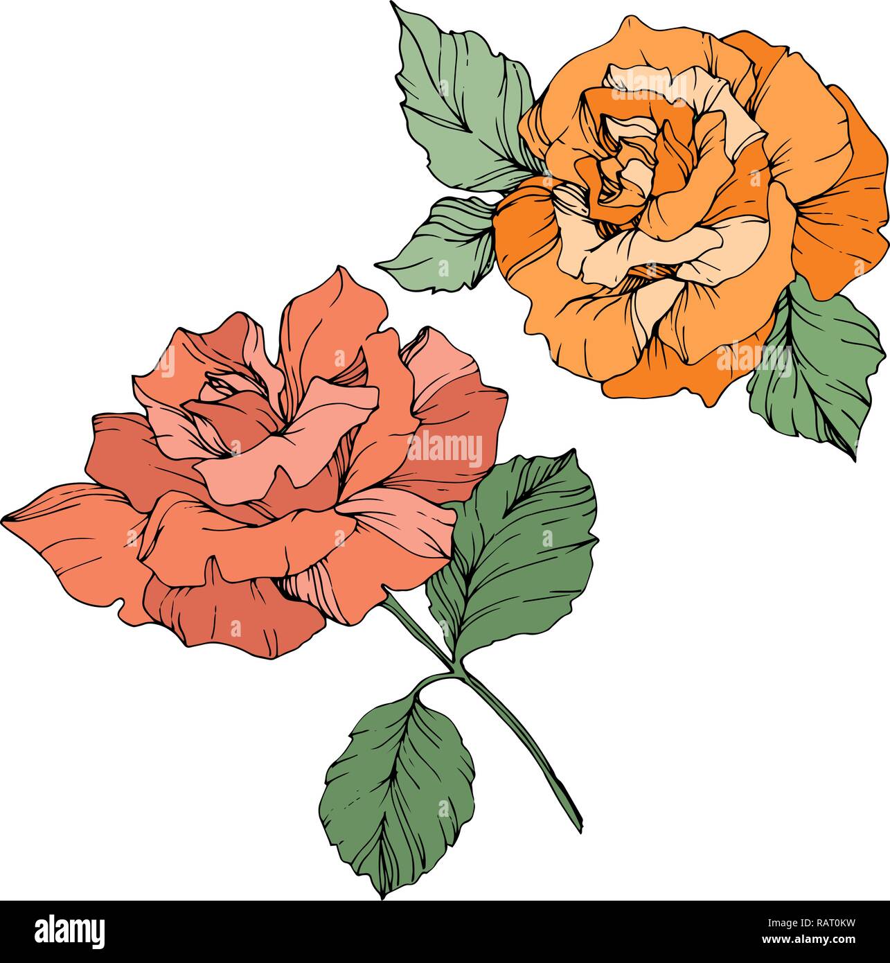 Vector orange et rose corail. Botanique fleurs fleurs. Feuille verte. Illustration rose isolé élément. Noir et blanc Encre gravée l'art. Illustration de Vecteur