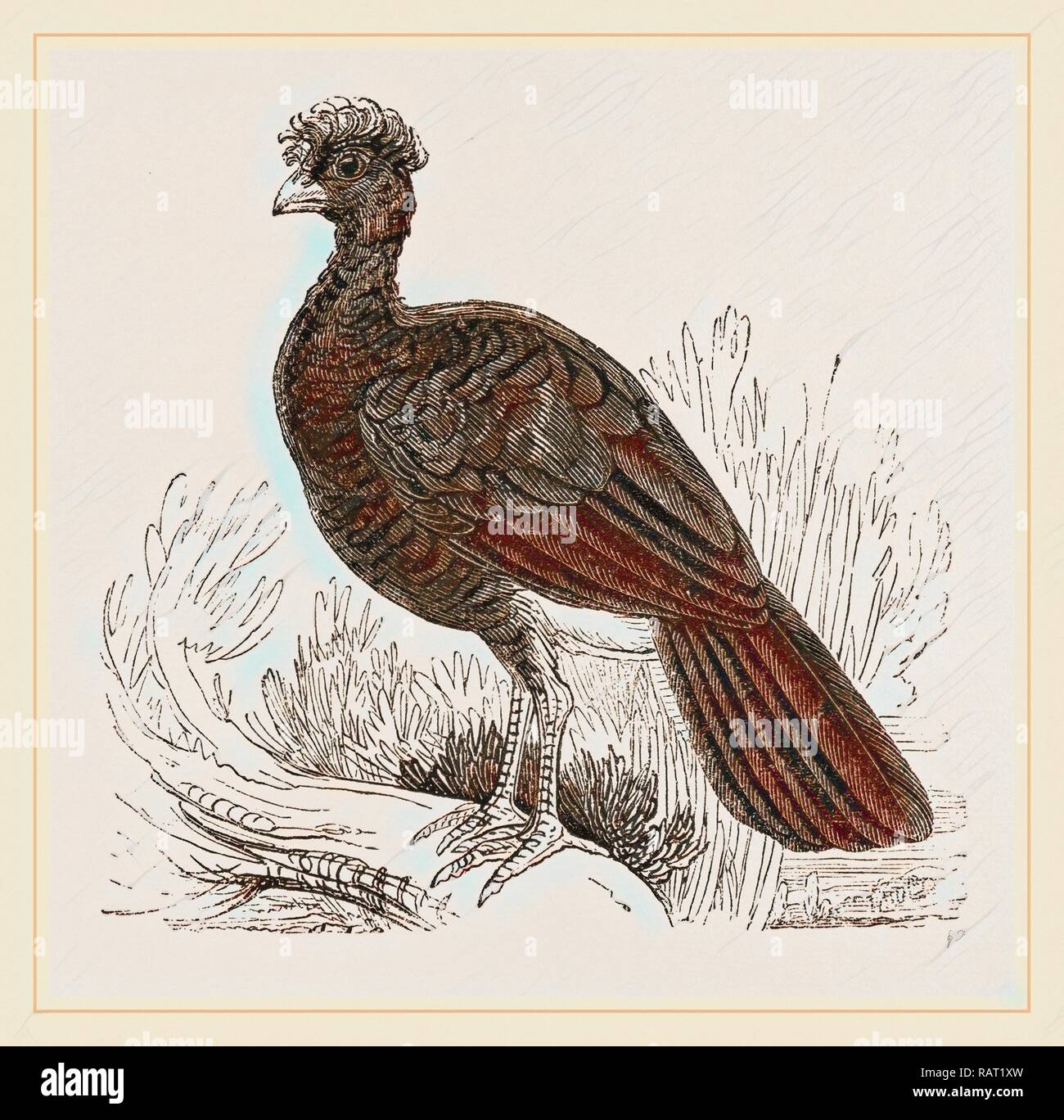 Crested Curassow. Repensé par Gibon. L'art classique avec une touche moderne repensé Banque D'Images