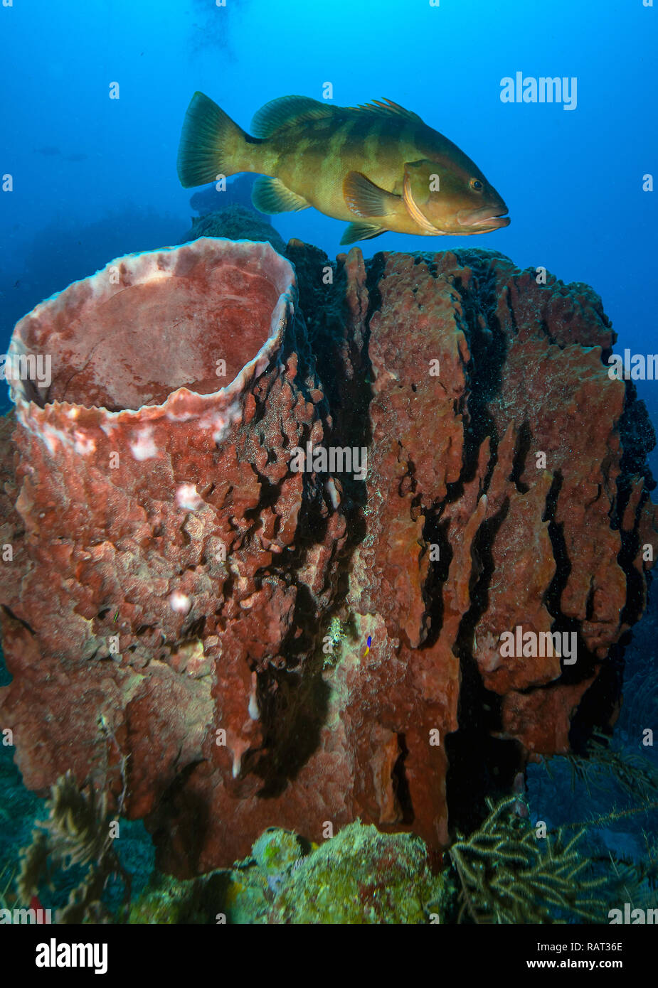 Mérou (Epinephelus striatus) à corail noir II, Jardines de la Reina, Cuba Banque D'Images