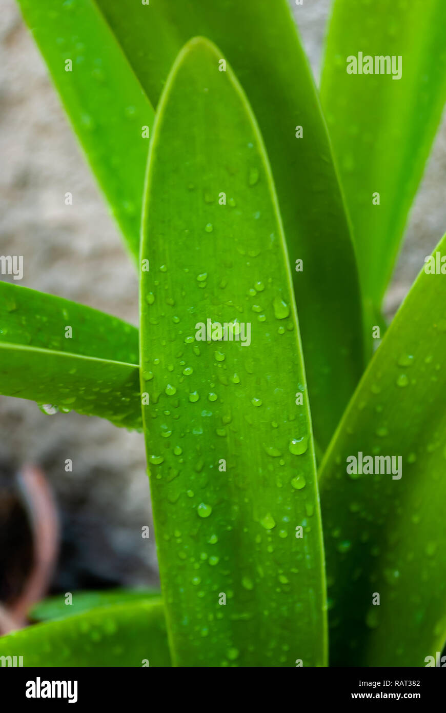 Plante grasse humide, récupérés après la pluie Banque D'Images