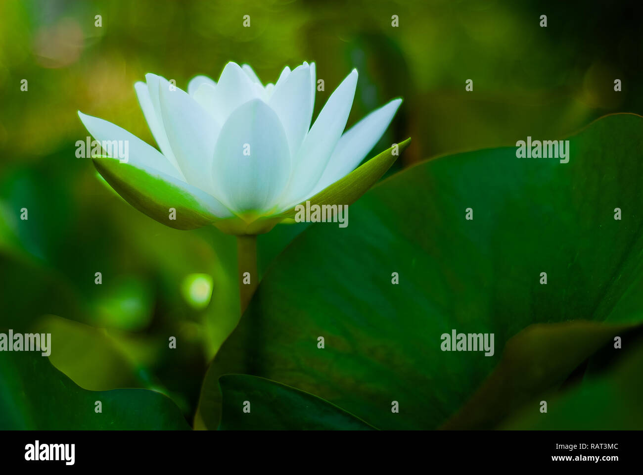 Fleur de Lotus, a fleuri, entre ses feuilles Banque D'Images