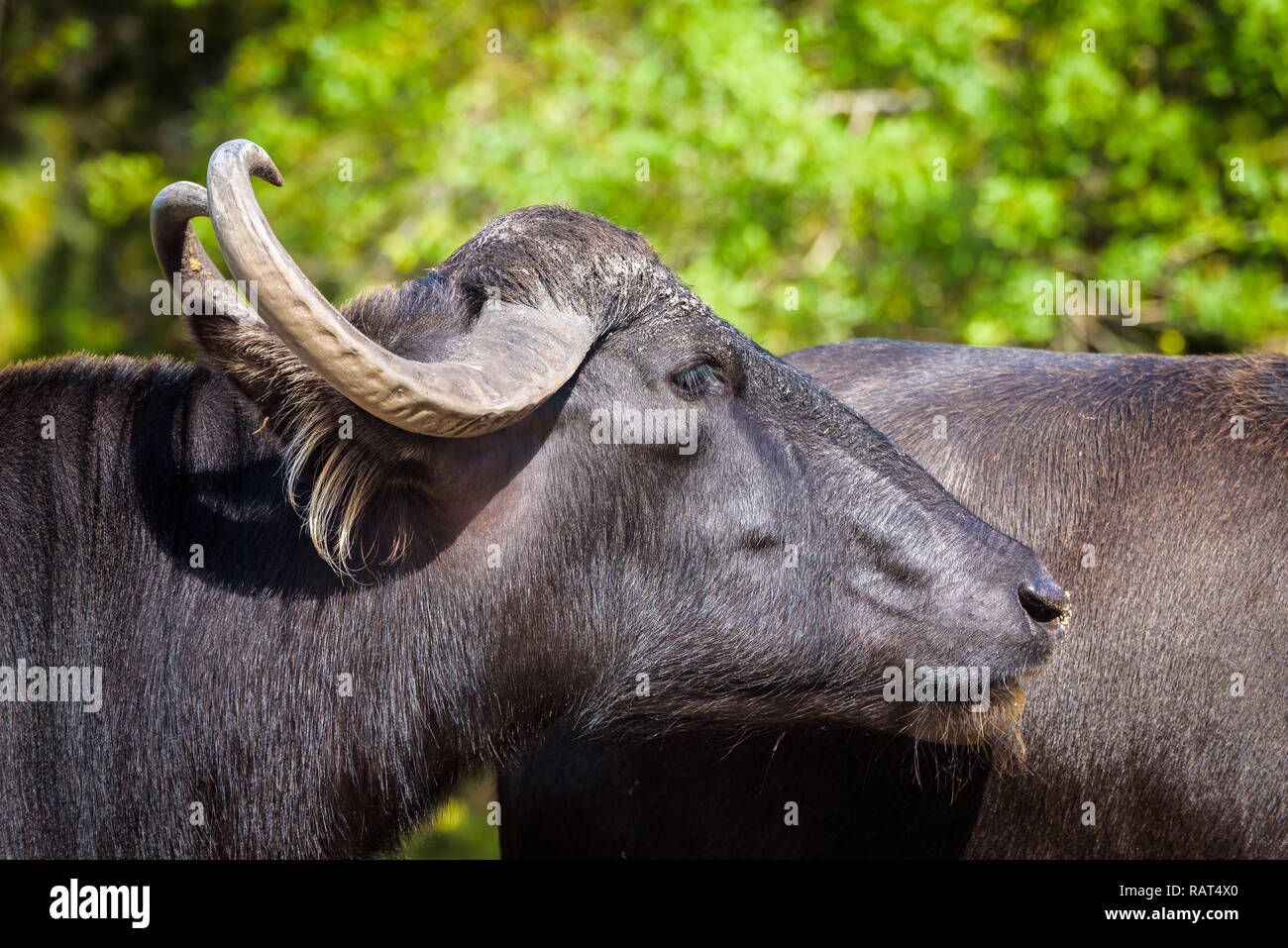 Portrait de l'Asie le buffle d'eau (Bubalus arnee) Banque D'Images