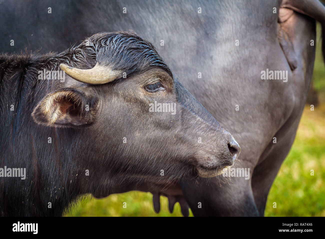 Portrait de l'Asie le buffle d'eau (Bubalus arnee) Banque D'Images