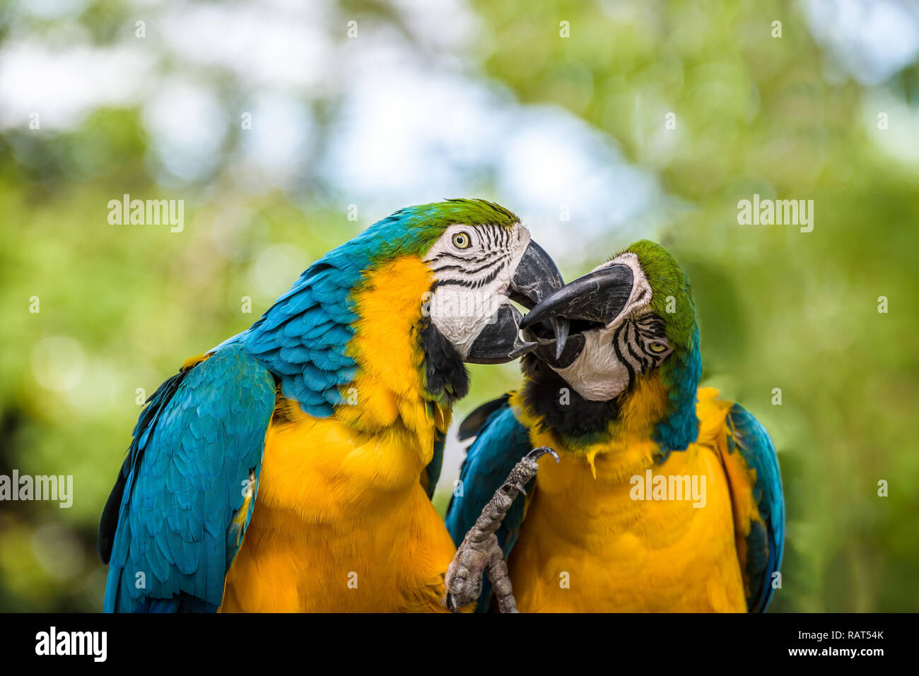 Portrait d'un couple d'Aras bleu et jaune de toucher et jouer avec avec leur bec puissant, comme s'ils s'embrassaient. Banque D'Images
