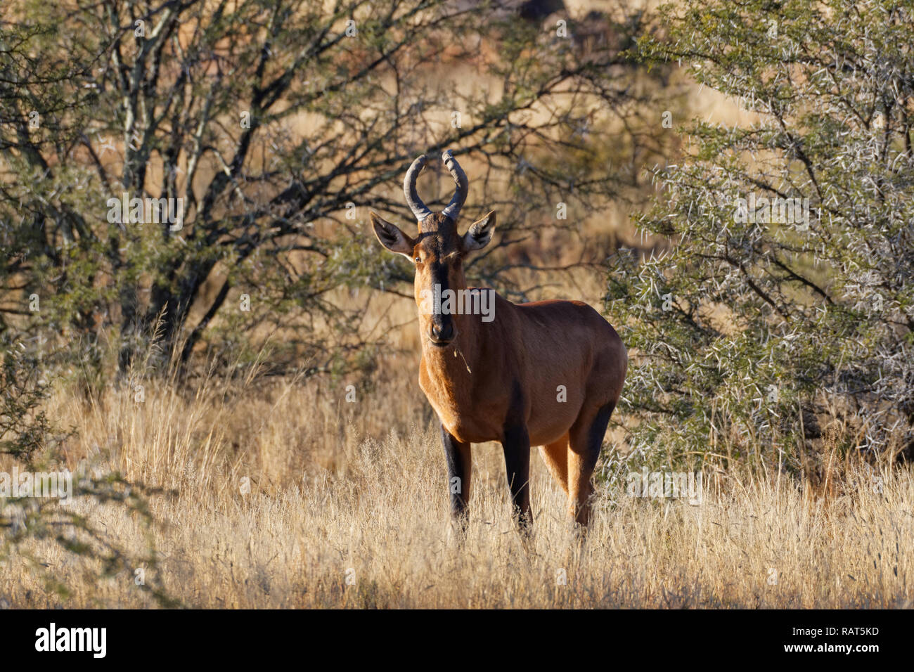 (Alcelaphus buselaphus bubale rouge caama), adulte, debout dans l'herbe sèche, alerte, Mountain Zebra National Park, Eastern Cape, Afrique du Sud, l'Afric Banque D'Images