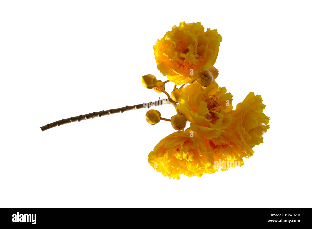 Cochlospermum regium flower isolated on white background. Banque D'Images