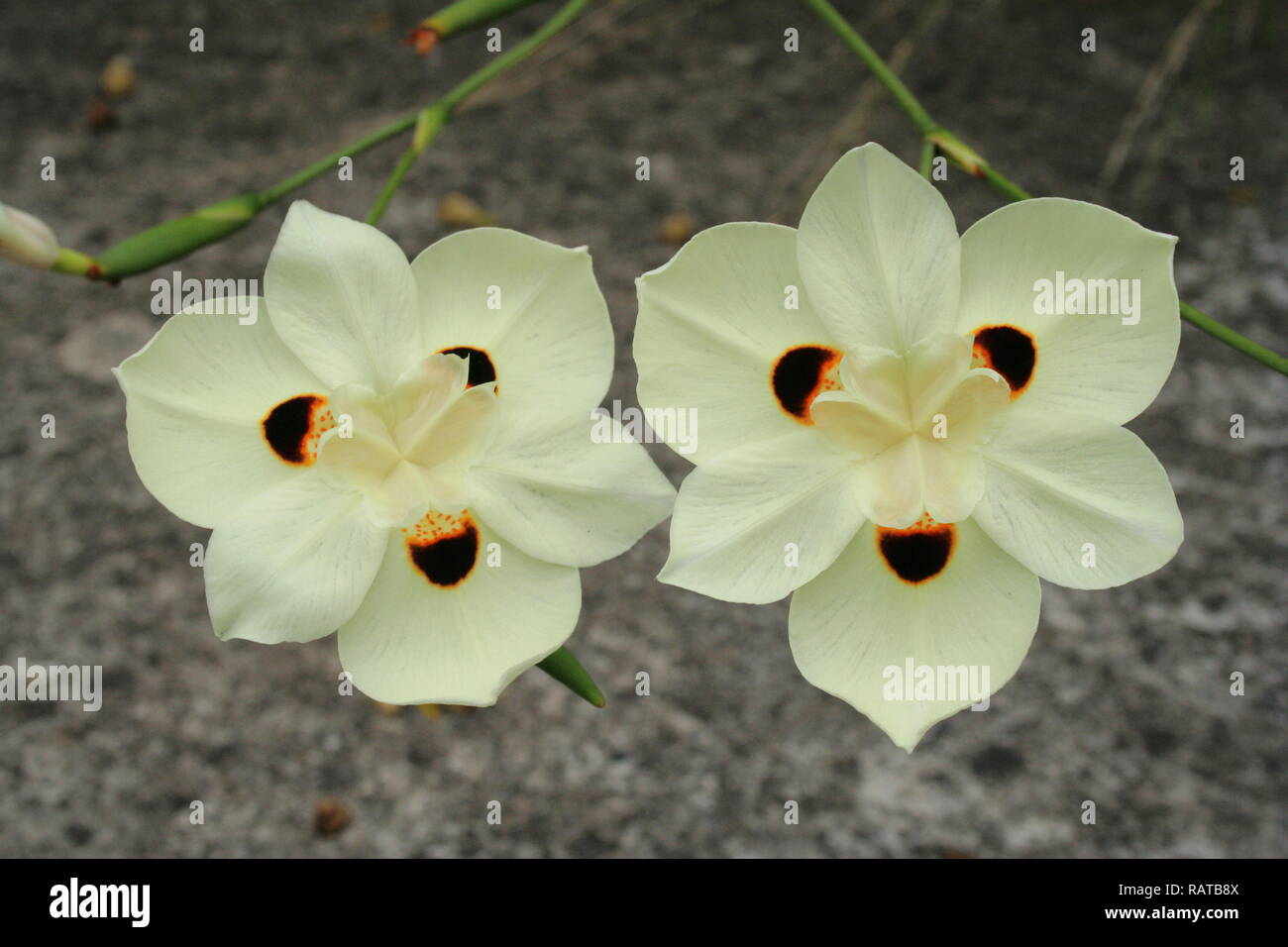 Dietes bicolor - Iris Sauvage Banque D'Images