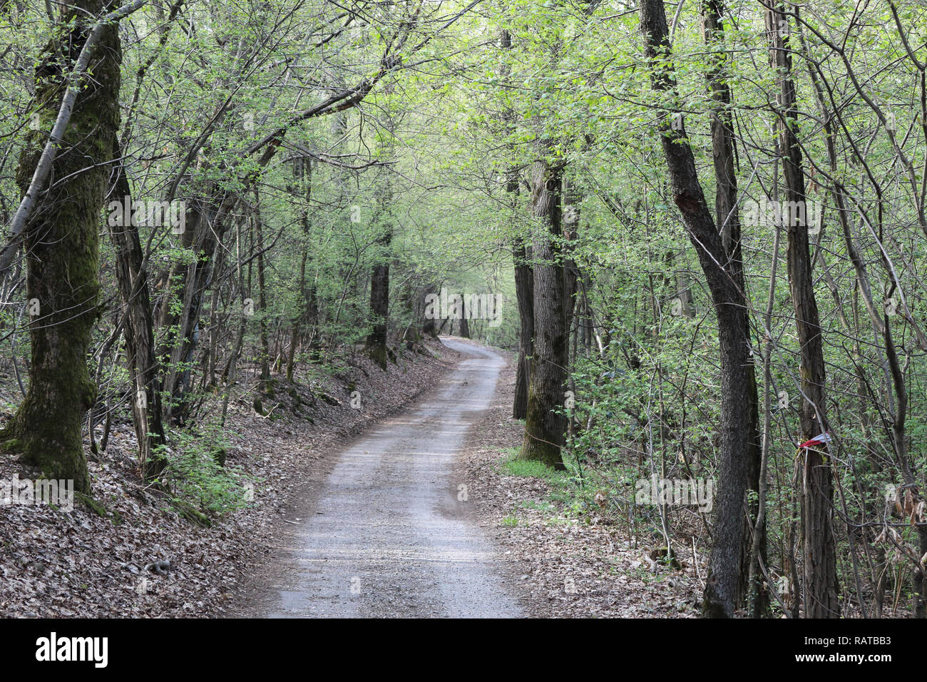 Un chemin de terre allant dans une vaste forêt de feuillus avec des bourgeons et des feuilles sèches sur le sol au printemps en Galliate, région du Piémont, Italie Banque D'Images