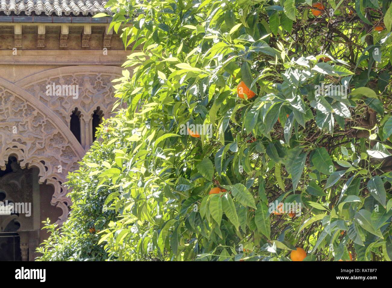 Un oranger avec des fruits sur les branches et feuilles vertes au cours d'une journée ensoleillée à Saragosse, Espagne Banque D'Images