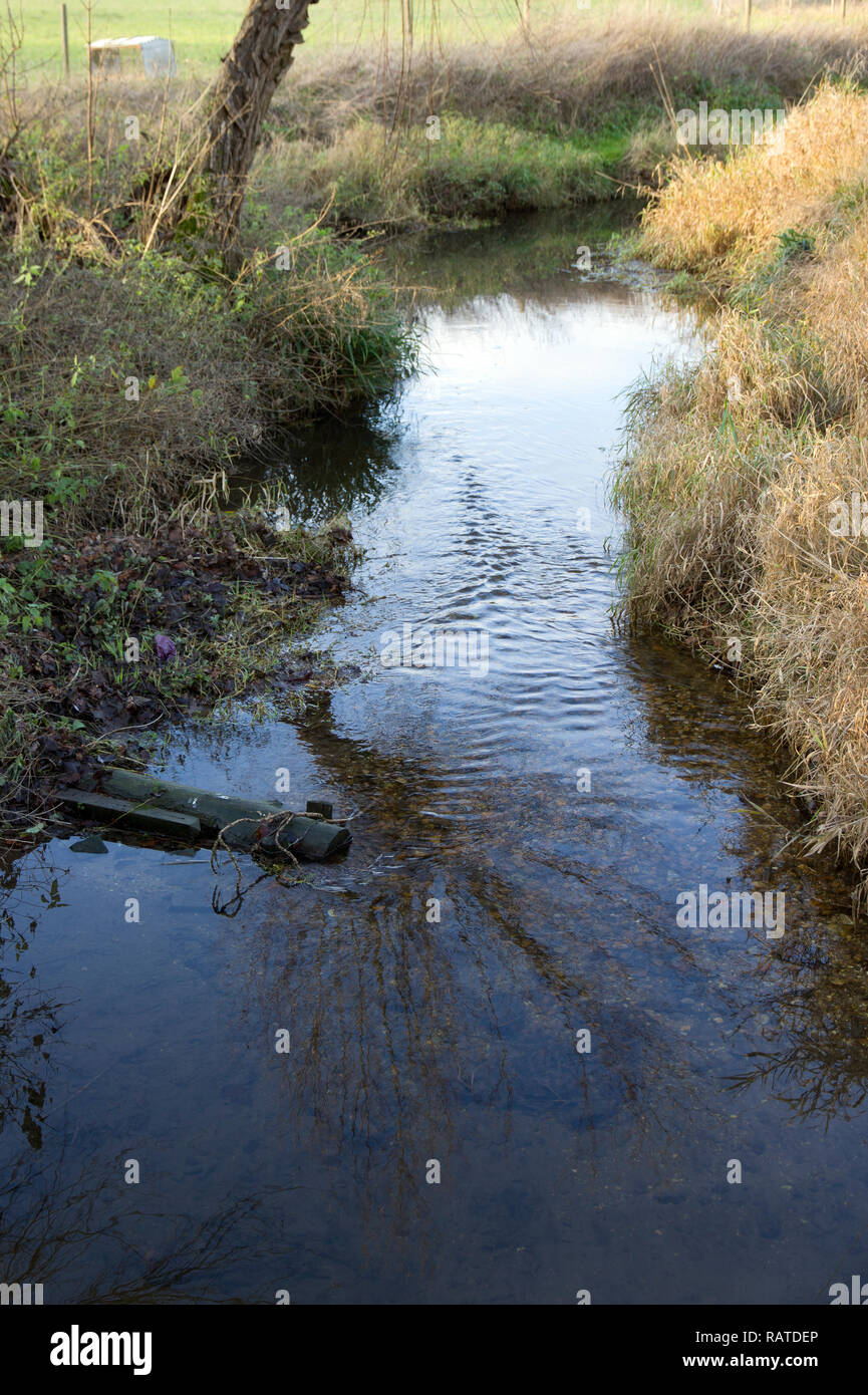 Gestion de la pêche ruisseau à truite Cambridgeshire Banque D'Images