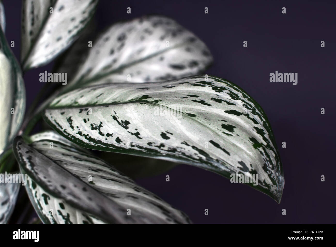 Gros plan d'une plante tropicale Agaonema Silver Bay avec de belles feuilles panachées sur fond sombre Banque D'Images