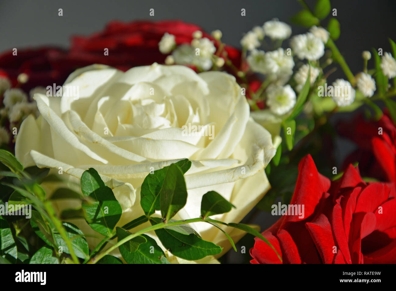 Rote Rosen, Weiße Rosen, Rosenstrauß, Hintergrund Banque D'Images