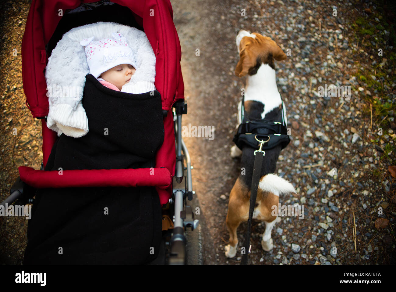 Adorable baby girl à l'extérieur en rouge poussette dort en journée ensoleillée d'automne. Chien Beagle marche sur un droit sur une laisse Banque D'Images