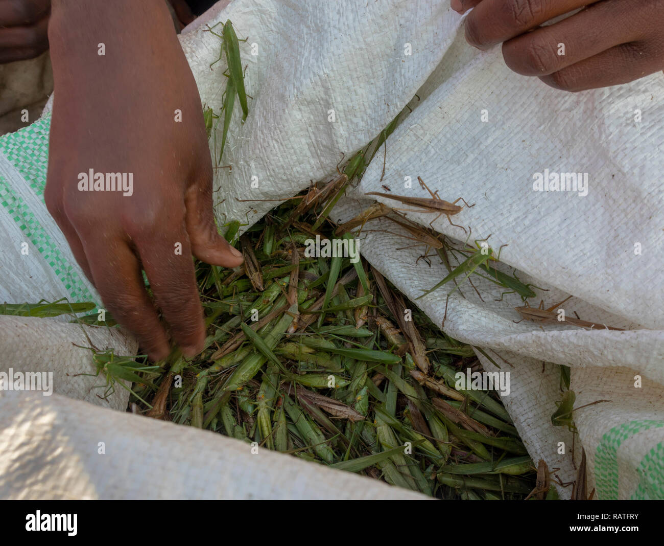 Sac de capturé katydids (Tettigoniidae) pour vente comme nsenene Snack food, l'Ouganda, l'Afrique Banque D'Images