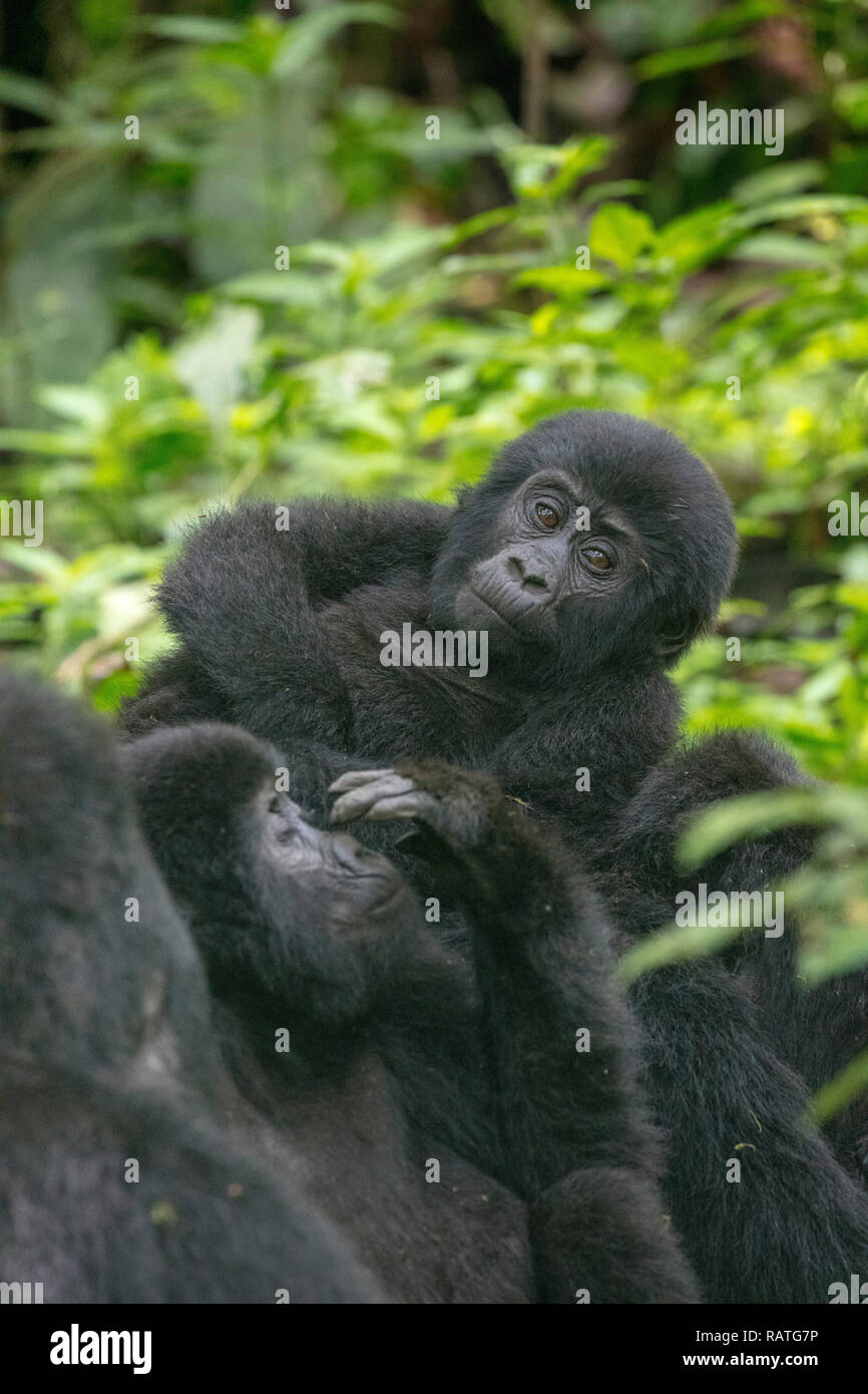 Bébé gorille de montagne avec des adultes, Gorilla beringei beringei, Parc National de la Forêt impénétrable de Bwindi, en Ouganda Banque D'Images