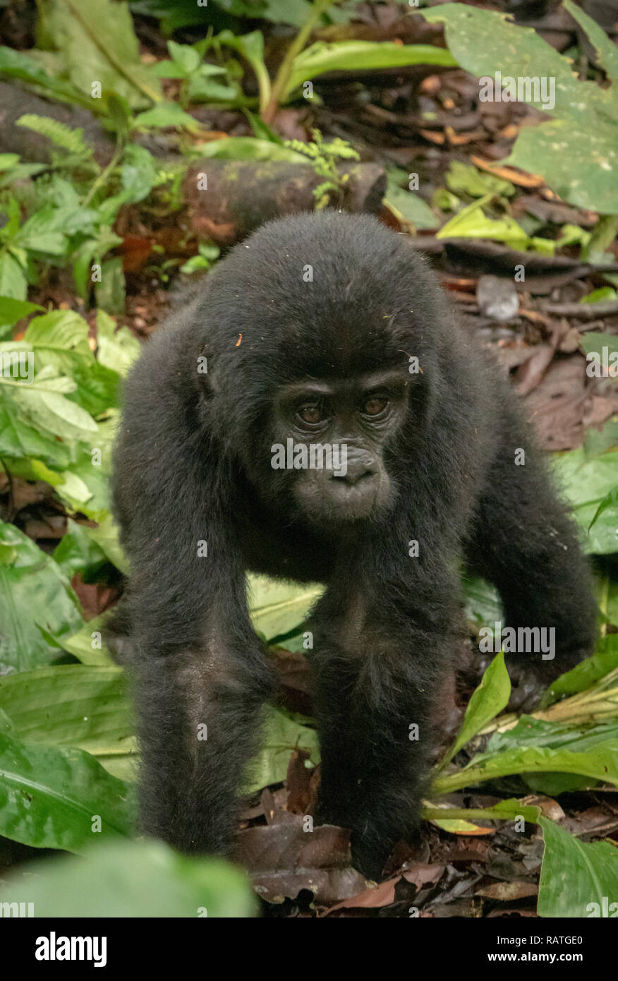 Bébé gorille de montagne, Gorilla beringei beringei, Parc National de la Forêt impénétrable de Bwindi, en Ouganda Banque D'Images