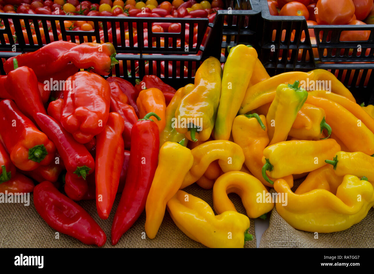 Des poivrons rouges et jaunes, Capsicum annuum, récoltés dans le jardin de la communauté pour le don à l'alimentation pantry, Yarmouth, ME, USA Banque D'Images