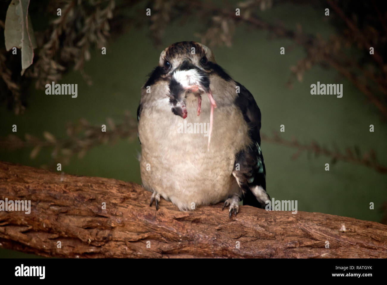 Le laughing kookaburra attrapé une souris pour son dîner Banque D'Images