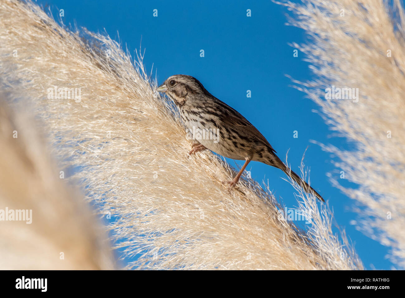 Adorable maison de déplacement de Finch plus loin sur son perchoir d'herbe ornementale à feuilles caduques en mangeant. Banque D'Images
