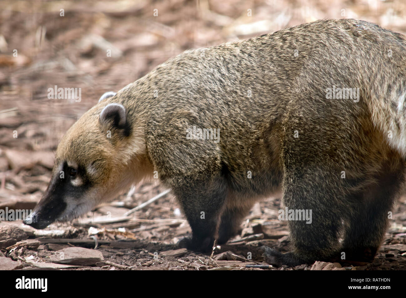 Il s'agit d'une vue latérale d'un coati Amérique du Sud Banque D'Images