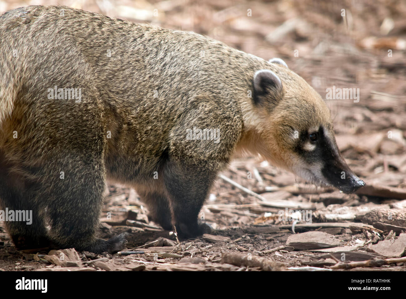 Il s'agit d'une vue latérale d'un coati Amérique du Sud Banque D'Images