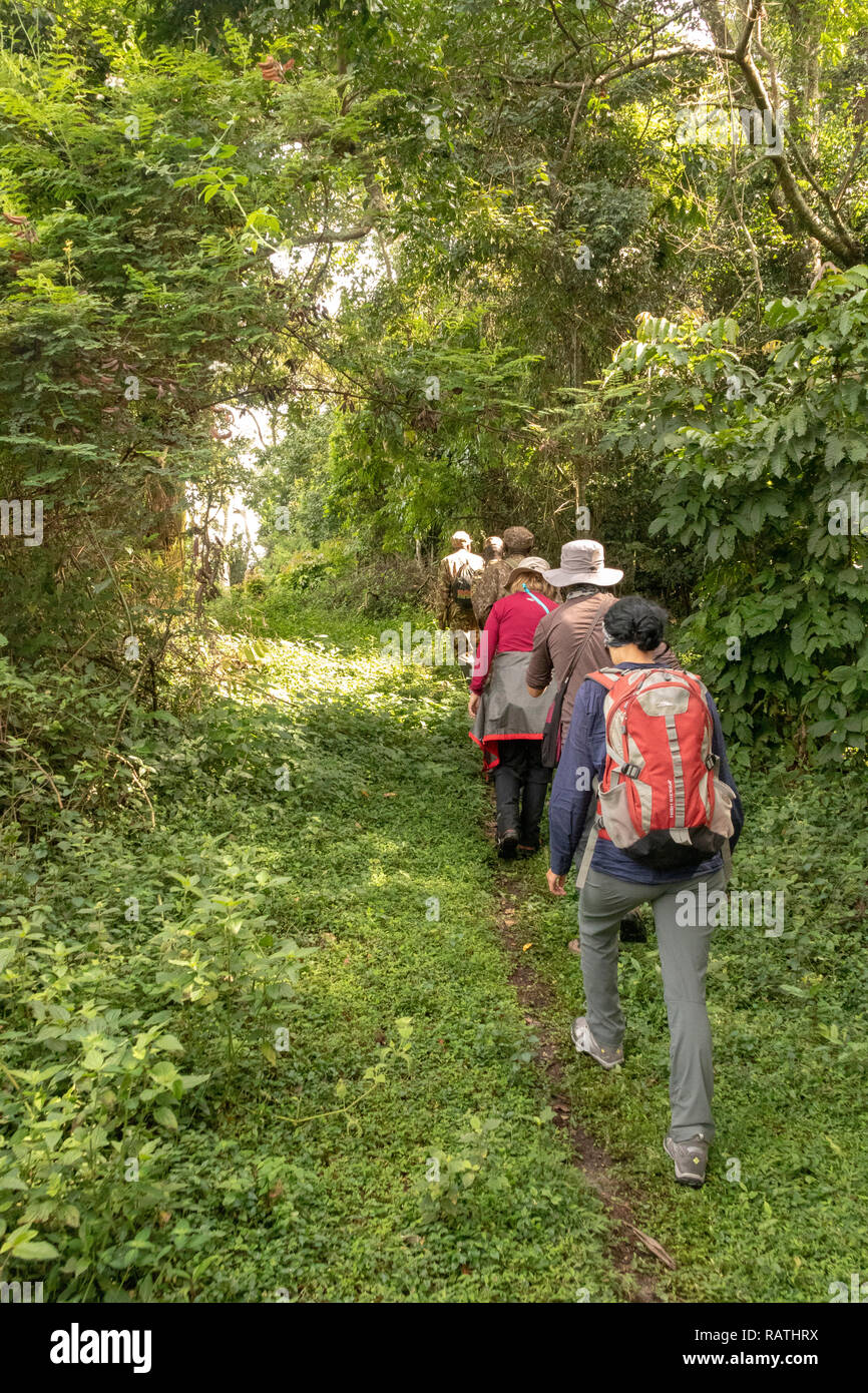 Des rangers sur les touristes, trek gorilles, la Forêt impénétrable de Bwindi, en Ouganda, en Afrique de Bwindi Banque D'Images