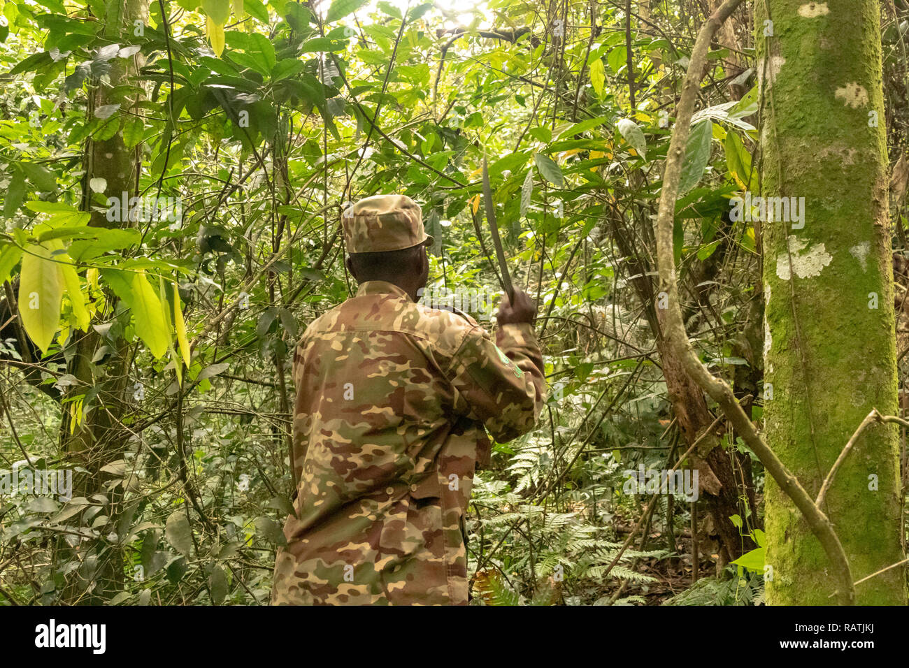 Ranger du parc, forêt impénétrable de Bwindi, en Ouganda, l'Afrique, Bwindi Banque D'Images