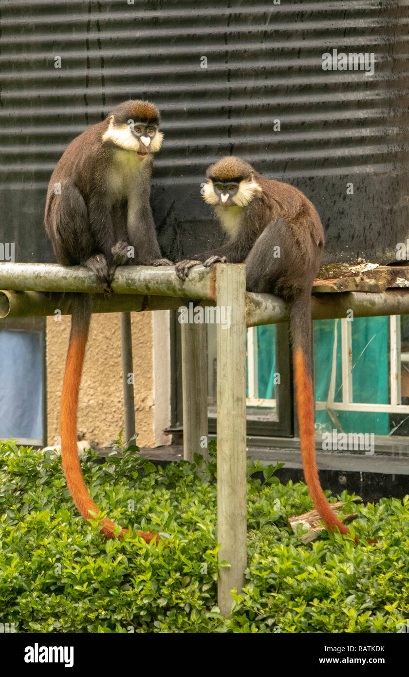 Les singes à queue rouge, noir ou blanc-cheeked-nosed monkey, Red-tailed Guénon, ou Schmidt's guénon (Cercopithecus ascanius), l'Hôpital communautaire de Bwindi Banque D'Images