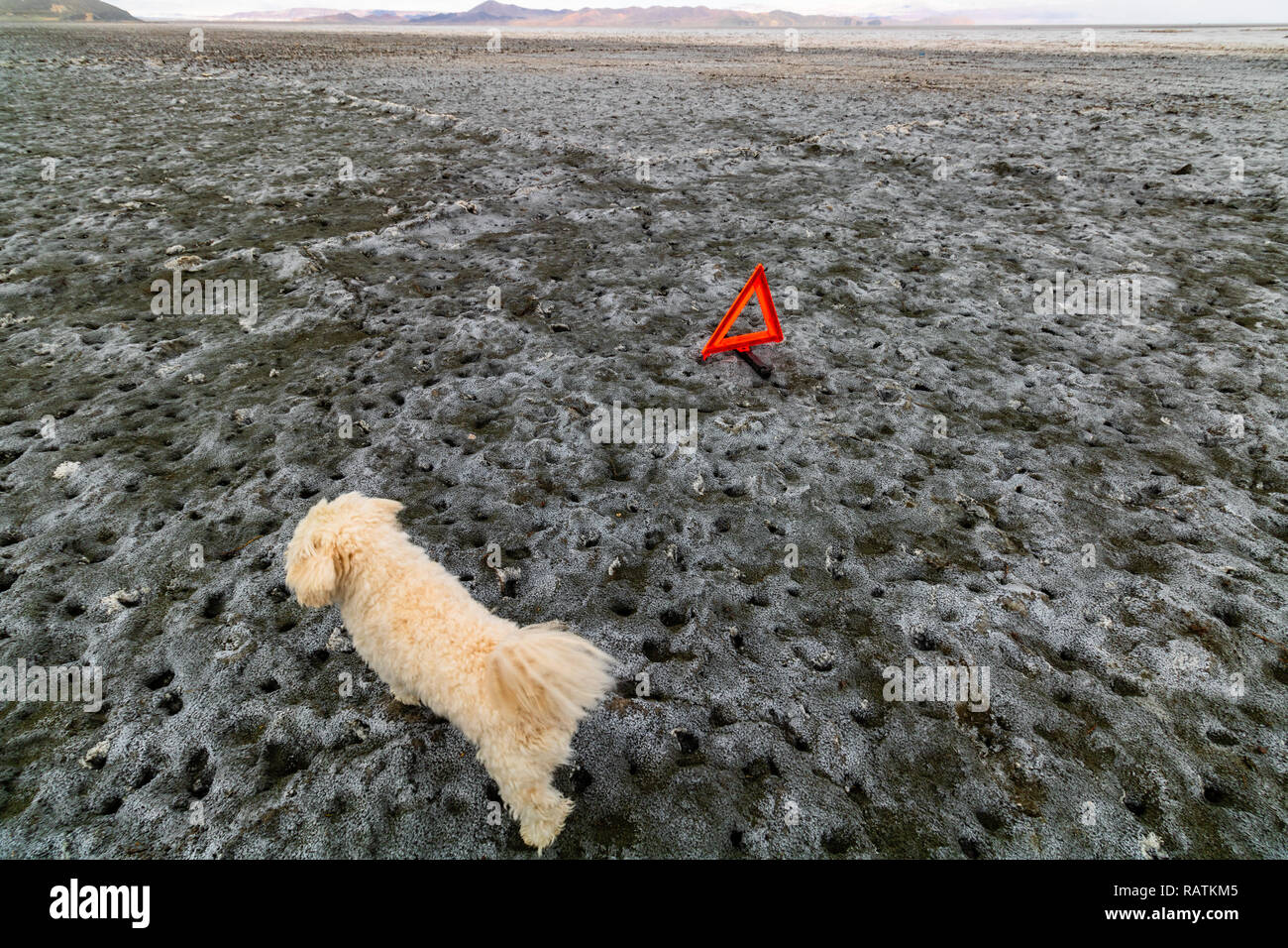 Un chien teckel blanc sur la terre sèche, le lac d'Orumieh, le deuxième plus grand lac salé au monde Banque D'Images Un chien teckel blanc sur la terre sèche, le lac d'Orumieh, le deuxième plus grand lac salé au monde Banque D'Images