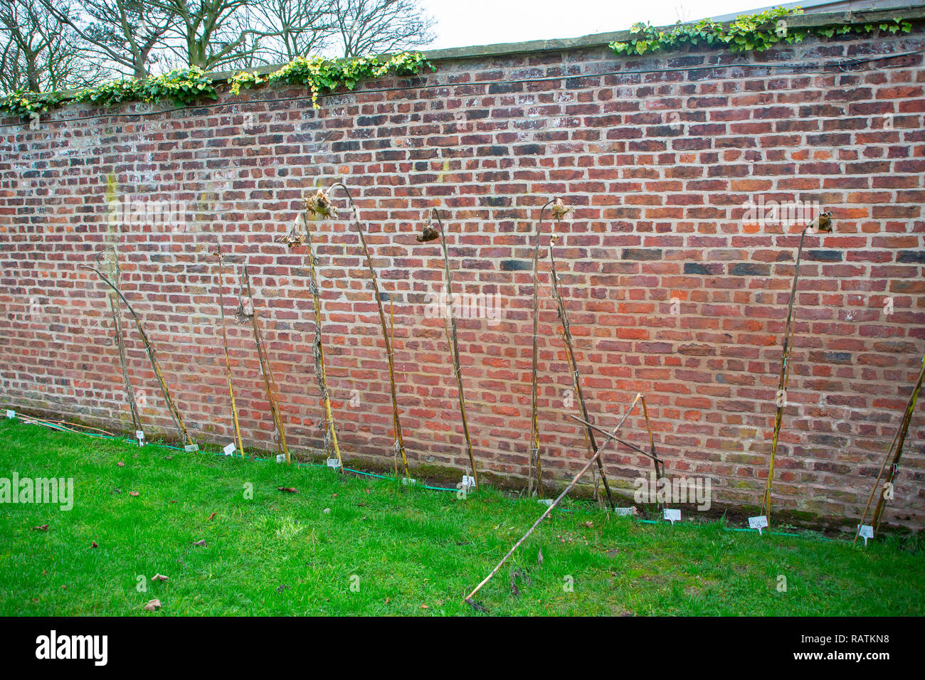 Décembre 2018 - limite est du mur avec la plante de tournesol morts plantés par les enfants de l'école du dimanche, l'église Saint John's, High Legh, Knutsford, Cheshire Banque D'Images